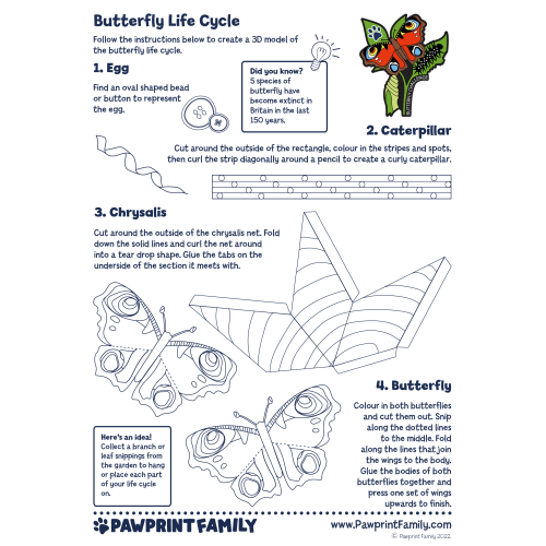 Butterfly Life Cycle