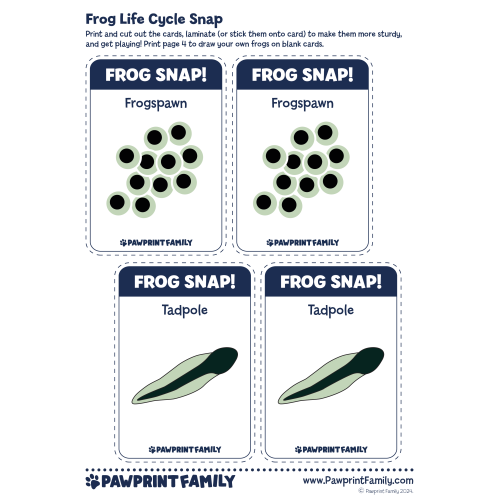 Frog Life Cycle Snap