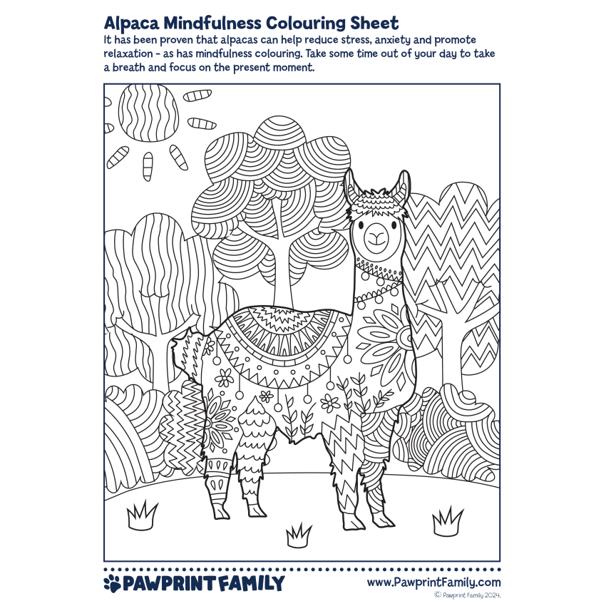 Photograph: Alpaca Mindfulness Colouring Sheet