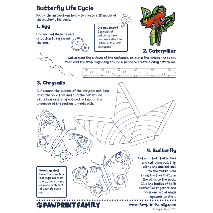 Photograph: Butterfly Life Cycle